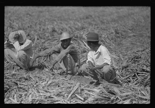Untitled photo, possibly related to: Farm laborers in the sugar fields near Yauco, Puerto Rico