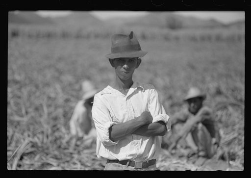 Untitled photo, possibly related to: Farm laborers in the sugar fields near Yauco, Puerto Rico