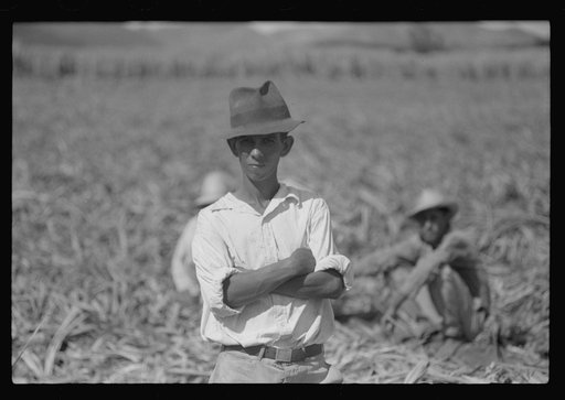 Farm laborers in the sugar fields near Yauco, Puerto Rico