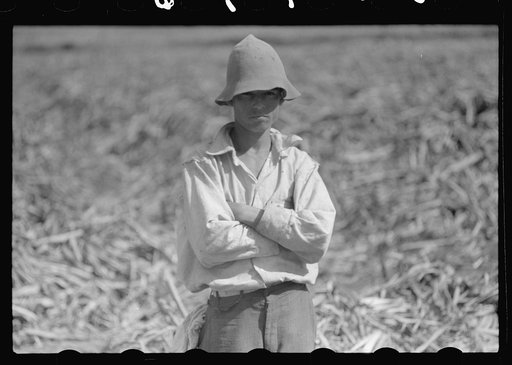 Untitled photo, possibly related to: Farm laborer working in the sugar fields near Yauco, Puerto Rico