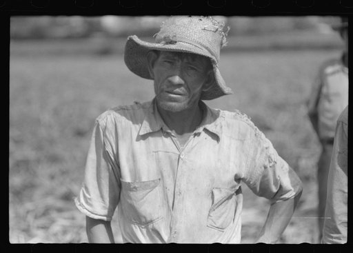 Farm laborer working in the sugar fields near Yauco, Puerto Rico