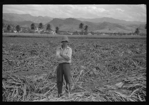 Untitled photo, possibly related to: Farm laborer working in the sugar fields near Yauco, Puerto Rico
