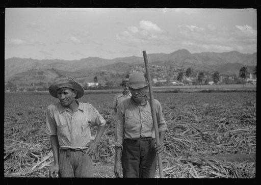 Untitled photo, possibly related to: Farm laborer working in the sugar fields near Yauco, Puerto Rico