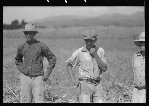 Untitled photo, possibly related to: Farm laborer working in the sugar fields near Yauco, Puerto Rico