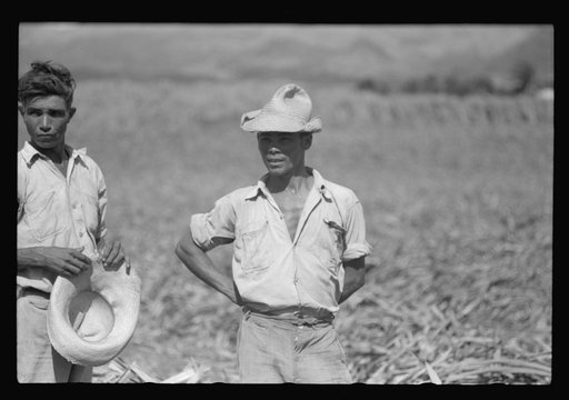 Farm laborer working in the sugar fields near Yauco, Puerto Rico