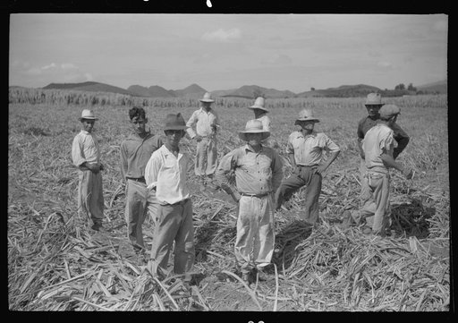 Untitled photo, possibly related to: Farm laborers in the sugar fields near Yauco going off to lunch, Puerto Rico