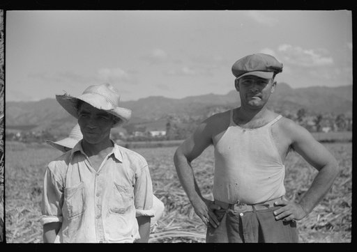Untitled photo, possibly related to: Farm laborer working in the sugar fields near Yauco, Puerto Rico
