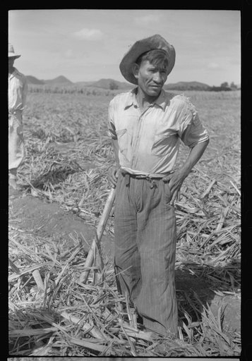 Untitled photo, possibly related to: Farm laborer working in the sugar fields near Yauco, Puerto Rico