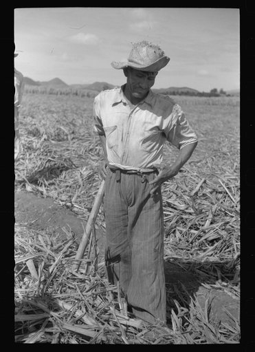 Untitled photo, possibly related to: Farm laborer working in the sugar fields near Yauco, Puerto Rico