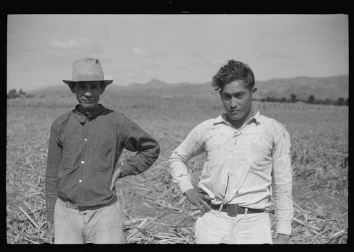 Untitled photo, possibly related to: Farm laborer working in the sugar fields near Yauco, Puerto Rico