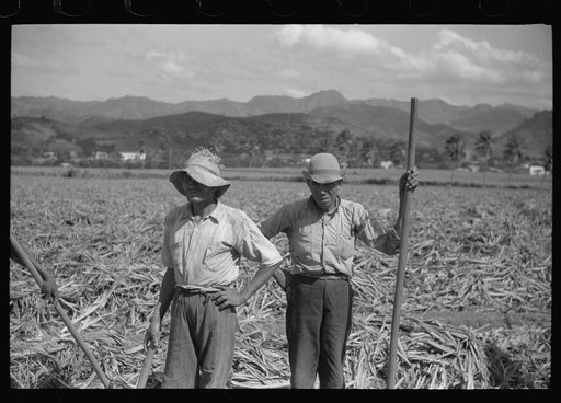 Untitled photo, possibly related to: Farm laborer working in the sugar fields near Yauco, Puerto Rico