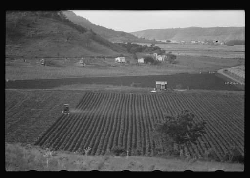 Gyrotiller plowing a sugar field near Guanica, Puerto Rico