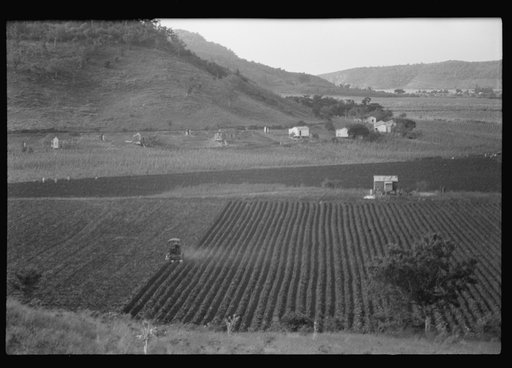 Untitled photo, possibly related to: Gyrotiller plowing a sugar field near Guanica, Puerto Rico