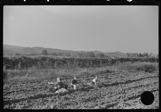 Untitled photo, possibly related to: Children of homesteaders getting potatoes out of community garden, Tygart Valley, West Virginia