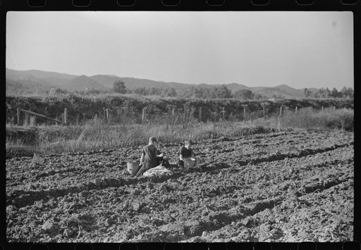 Untitled photo, possibly related to: Children of homesteaders getting potatoes out of community garden, Tygart Valley, West Virginia
