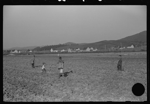 Untitled photo, possibly related to: Children of homesteaders getting potatoes out of community garden, Tygart Valley, West Virginia
