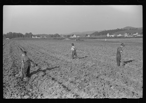 Untitled photo, possibly related to: Children of homesteaders getting potatoes out of community garden, Tygart Valley, West Virginia