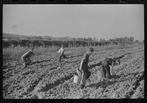 Children of homesteaders getting potatoes out of community garden, Tygart Valley, West Virginia