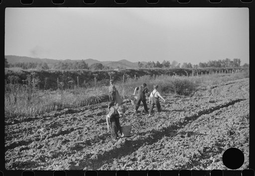 Untitled photo, possibly related to: Children of homesteaders getting potatoes out of community garden, Tygart Valley, West Virginia