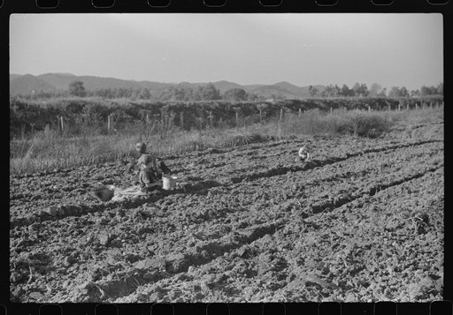 Untitled photo, possibly related to: Children of homesteaders getting potatoes out of community garden, Tygart Valley, West Virginia