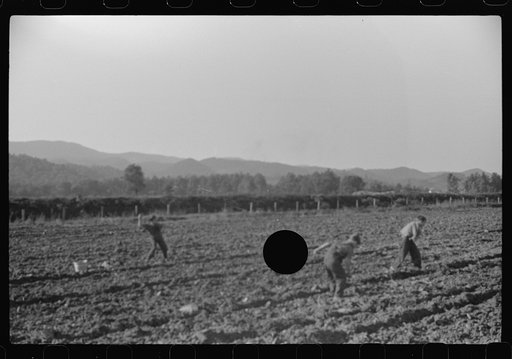 Untitled photo, possibly related to: Children of homesteaders getting potatoes out of community garden, Tygart Valley, West Virginia