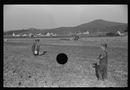 Untitled photo, possibly related to: Children of homesteaders getting potatoes out of community garden, Tygart Valley, West Virginia