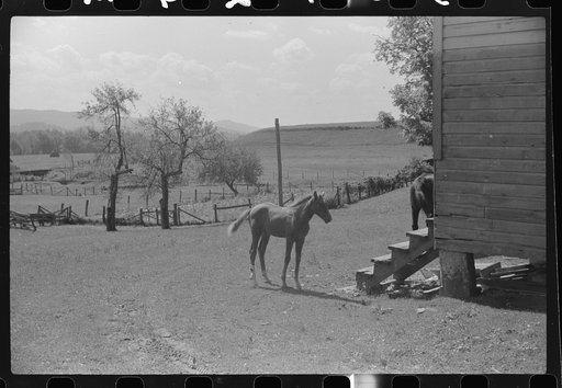 Young colt, Tygart Valley, West Virginia