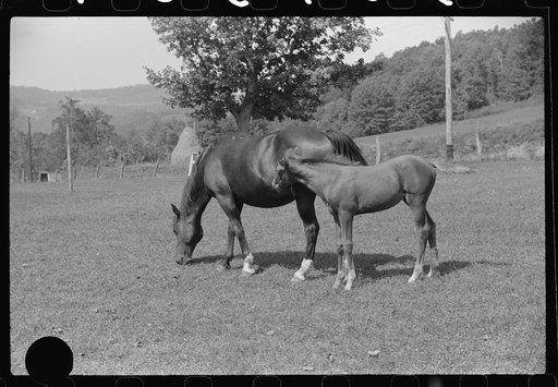 Untitled photo, possibly related to: Young colt and mare, Tygart Valley, West Virginia