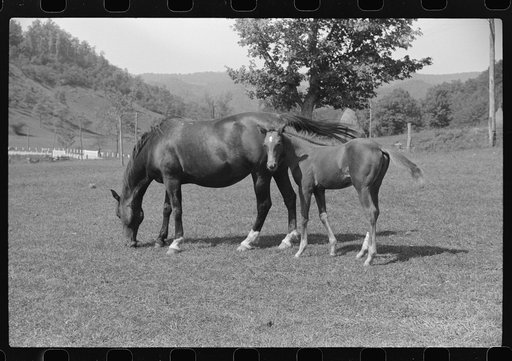 Young colt and mare, Tygart Valley, West Virginia