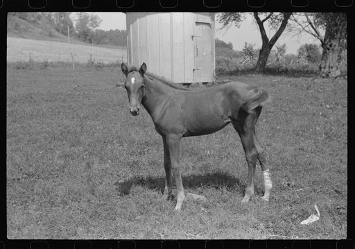 Untitled photo, possibly related to: Young colt, Tygart Valley, West Virginia