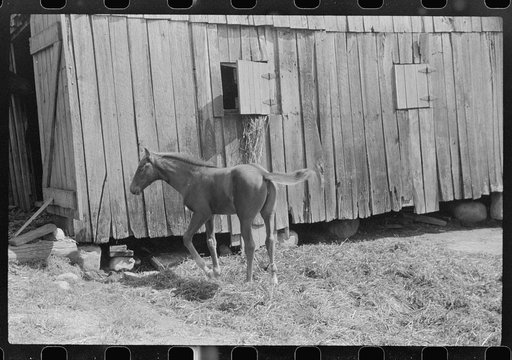 Untitled photo, possibly related to: Young colt, Tygart Valley, West Virginia