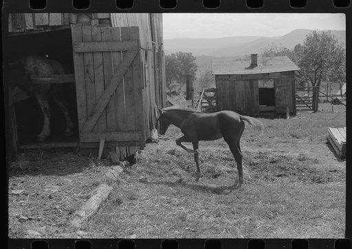 Untitled photo, possibly related to: Young colt, Tygart Valley, West Virginia