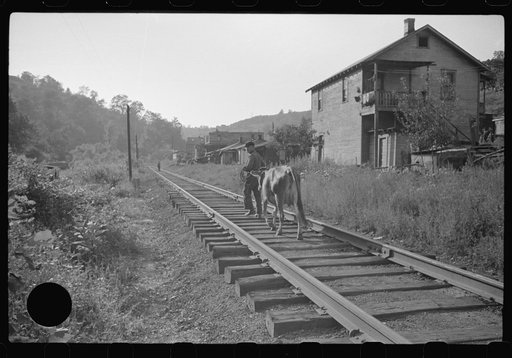 Untitled photo, possibly related to: Even the cow goes home along the tracks, the main thoroughfare. Scotts Run, West Virginia