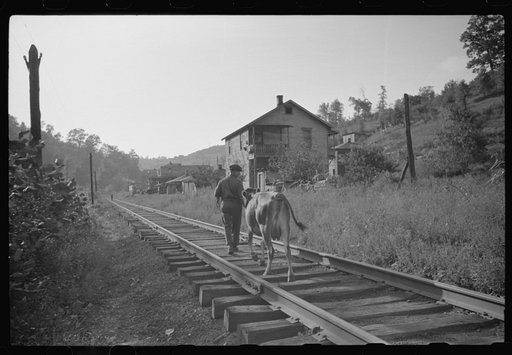 Even the cow goes home along the tracks, the main thoroughfare. Scotts Run, West Virginia