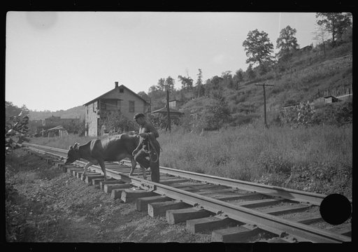 Untitled photo, possibly related to: Even the cow goes home along the tracks, the main thoroughfare. Scotts Run, West Virginia
