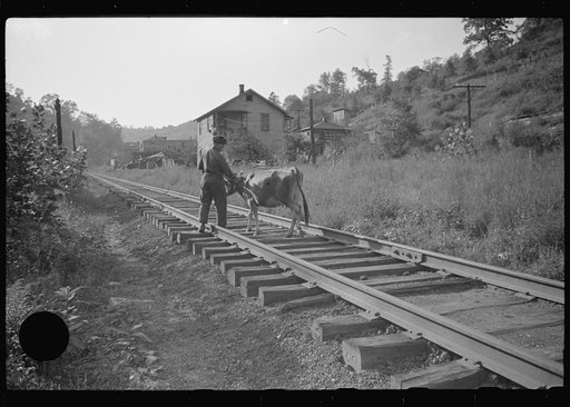 Untitled photo, possibly related to: Even the cow goes home along the tracks, the main thoroughfare. Scotts Run, West Virginia