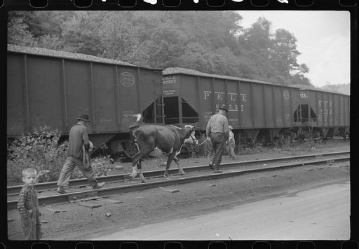 Untitled photo, possibly related to: Even the cow goes home along the tracks, the main thoroughfare. Scotts Run, West Virginia