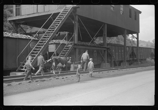 Even the cow goes home along the tracks, the main thoroughfare. Scotts Run, West Virginia