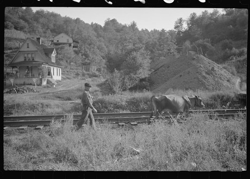 Untitled photo, possibly related to: Even the cow goes home along the tracks, the main thoroughfare. Scotts Run, West Virginia
