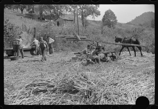 Untitled photo, possibly related to: At right, pressing juice from sugarcane. At left boiling it into sorghum molasses. Racine, West Virginia