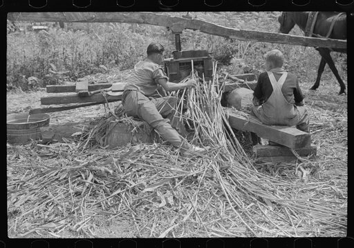Untitled photo, possibly related to: Pressing juice from sugarcane to make sorghum, Racine, West Virginia