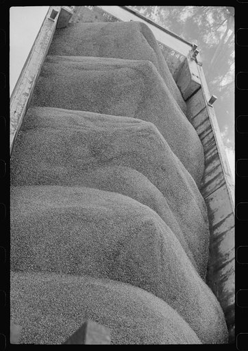Untitled photo, possibly related to: Coal on riverboat, Scotts Run, West Virginia