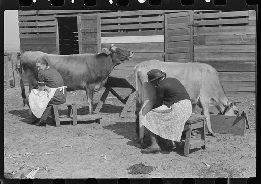 Mrs. Watkins, FSA (Farm Security Administration) borrower, and her helper, milking cows. She sells from eight to ten pounds of butter each week. Coffee County, Alabama