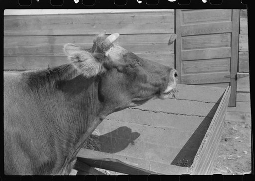 Mrs. Watkins has two milk cows. She sells eight to ten pounds of butter each week. FSA (Farm Security Administration) borrower, Coffee County, Alabama