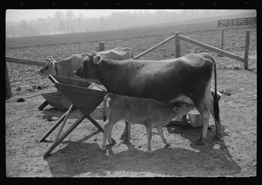 Mrs. Watkins, FSA (Farm Security Administration) borrower, Coffee County, Alabama, has two milk cows. She sells eight to ten pounds of butter each week