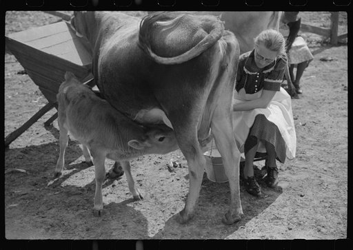Untitled photo, possibly related to: Mrs. Watkins, FSA (Farm Security Administration) borrower, Coffee County, Alabama, has two milk cows. She sells eight to ten pounds of butter each week