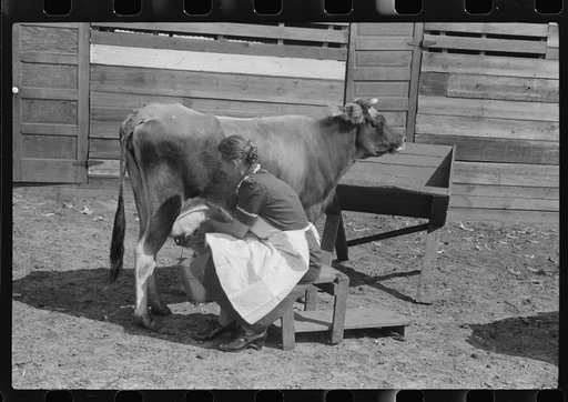 Untitled photo, possibly related to: Mrs. Watkins, FSA (Farm Security Administration) borrower, Coffee County, Alabama, has two milk cows. She sells eight to ten pounds of butter each week