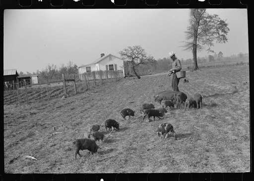 Mr. Jones, FSA (Farm Security Administration) borrower, with his shoats. Coffee County, Alabama
