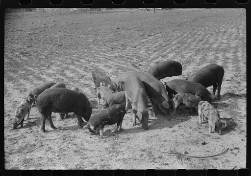 Mr. Jones, FSA (Farm Security Administration) borrower, with his shoats. Coffee County, Alabama