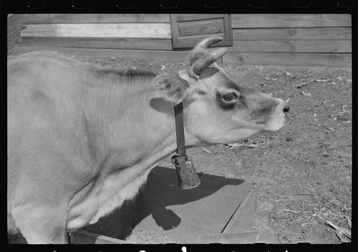 Mrs. Watkins, FSA (Farm Security Administration) borrower, Coffee County, Alabama, has two milk cows. She sells eight to ten pounds of butter each week
